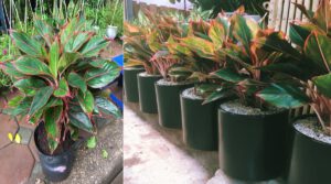 Mẫu Sân Vườn Đẹp